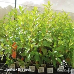 Tibouchina Allure -Plant Sale Store apo allure big