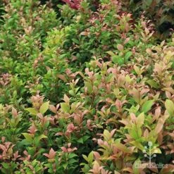 Acmena Allyn Magic 15 Acmena Allyn Magic -Plant Sale Store apo allyn magic green pink phase