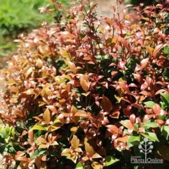 Plant Sale Store 18 Plant Sale Store -Plant Sale Store apo allyn magic pink phase