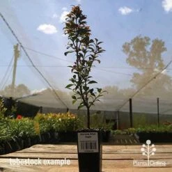 Acmena Allyn Magic 21 Acmena Allyn Magic -Plant Sale Store apo allyn magic tubestoc kside