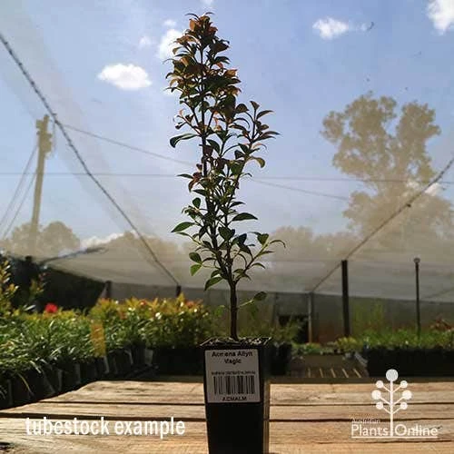 Acmena Allyn Magic 12 Acmena Allyn Magic - Image 10