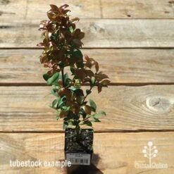 Acmena Allyn Magic 14 Acmena Allyn Magic -Plant Sale Store apo allyn magic tubestock