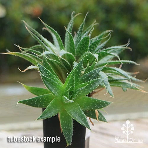 Aloe Aristata - Lace Aloe - Succulent 3 Aloe Aristata - Lace Aloe - Succulent