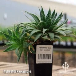 Plant Sale Store 20 Plant Sale Store -Plant Sale Store apo aloe aristata tubestock 2
