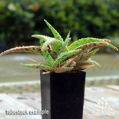 Aloe Pink Blush - Succulent 6 Aloe Pink Blush - Succulent - Image 4