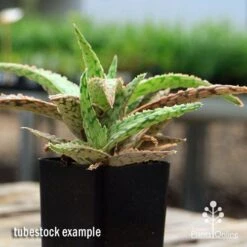 Aloe Pink Blush - Succulent 29 Aloe Pink Blush - Succulent -Plant Sale Store apo aloe pink blush 2