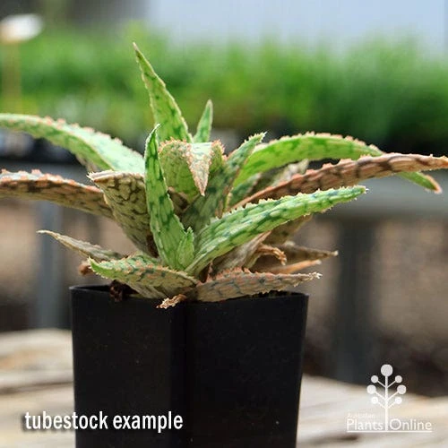 Aloe Pink Blush - Succulent 13 Aloe Pink Blush - Succulent - Image 11