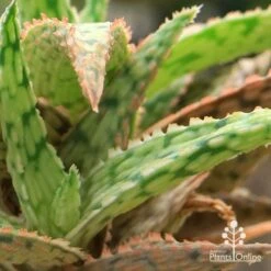Aloe Pink Blush - Succulent 32 Aloe Pink Blush - Succulent -Plant Sale Store apo aloe pink blush colours