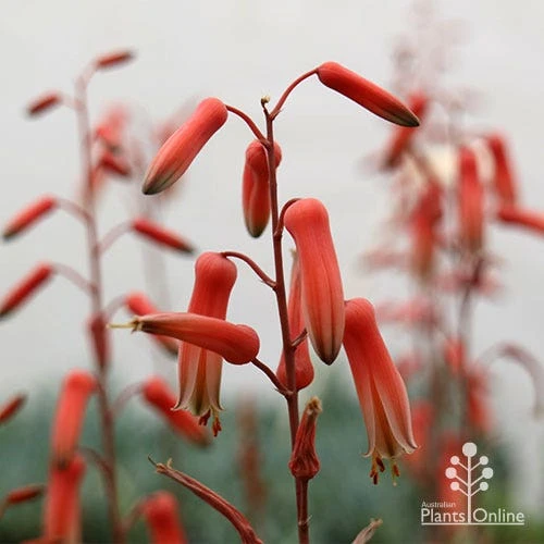 Aloe Pink Blush - Succulent 5 Aloe Pink Blush - Succulent - Image 3