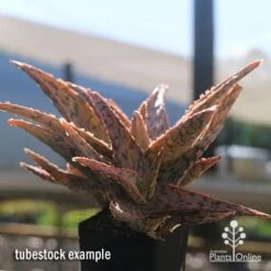 Aloe Pink Blush - Succulent 35 Aloe Pink Blush - Succulent -Plant Sale Store apo aloe pink blush in winter