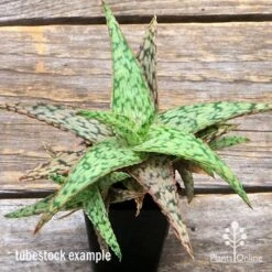 Aloe Pink Blush - Succulent 28 Aloe Pink Blush - Succulent -Plant Sale Store apo aloe pink blush top