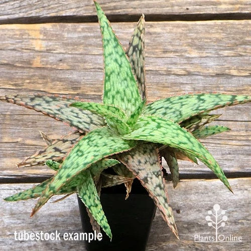 Aloe Pink Blush - Succulent 12 Aloe Pink Blush - Succulent - Image 10