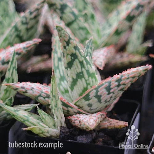 Aloe Pink Blush - Succulent 11 Aloe Pink Blush - Succulent - Image 9