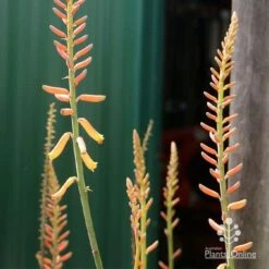 Aloe Vera - Succulent 24 Aloe Vera - Succulent -Plant Sale Store apo aloe vera buds