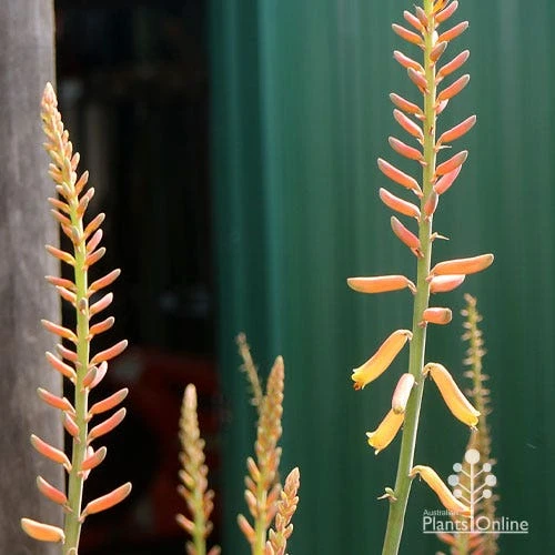 Aloe Vera - Succulent 15 Aloe Vera - Succulent - Image 13