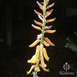 Aloe Vera - Succulent 27 Aloe Vera - Succulent -Plant Sale Store apo aloe vera flower sun