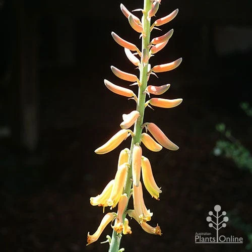 Aloe Vera - Succulent 14 Aloe Vera - Succulent - Image 12