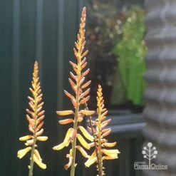 Aloe Vera - Succulent 19 Aloe Vera - Succulent -Plant Sale Store apo aloe vera flowers winter