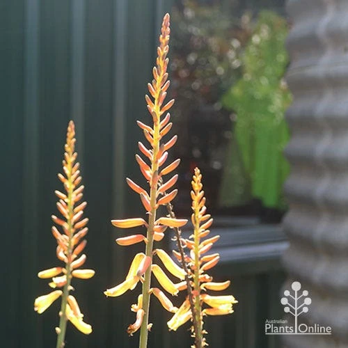 Aloe Vera - Succulent 6 Aloe Vera - Succulent - Image 4