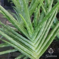 Aloe Vera - Succulent 17 Aloe Vera - Succulent -Plant Sale Store apo aloe vera herringbone