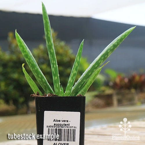 Aloe Vera - Succulent 9 Aloe Vera - Succulent - Image 7