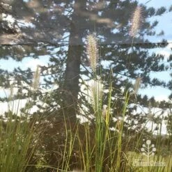 Pennisetum Alopecuroides - Swamp Fountain Grass 21 Pennisetum Alopecuroides - Swamp Fountain Grass -Plant Sale Store apo alopecuroides in nursery2