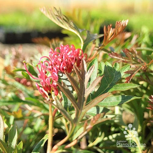 Grevillea Amazing Grace 3 Grevillea Amazing Grace