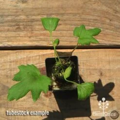 Anemone Fall In Love Sweetly- Japanese Anemone 11 Anemone Fall In Love Sweetly- Japanese Anemone -Plant Sale Store apo anemone fall in love tubestock top