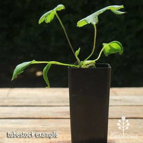 Anemone Fall In Love Sweetly- Japanese Anemone 5 Anemone Fall In Love Sweetly- Japanese Anemone - Image 3