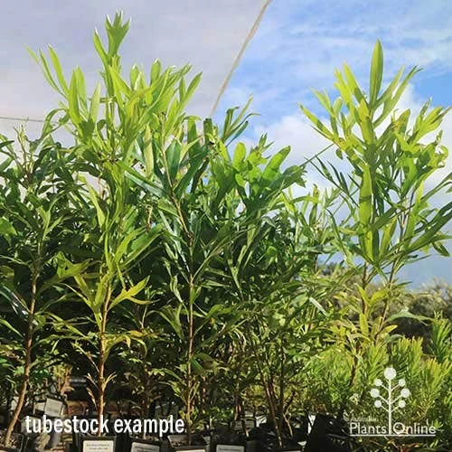 Grevillea Baileyana - Brown Silky Oak 10 Grevillea Baileyana - Brown Silky Oak - Image 8