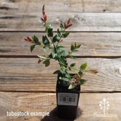Austromyrtus Blush - Pink Midgem Berry -Plant Sale Store apo austromyrtus blush tubestock