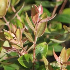 Austromyrtus Blush - Pink Midgem Berry -Plant Sale Store apo austromyrtus blush winter colour