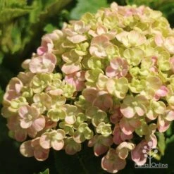 Hydrangea Ayesha 20 Hydrangea Ayesha -Plant Sale Store apo ayesha hydrangea buds