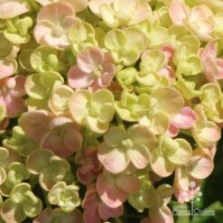 Hydrangea Ayesha 21 Hydrangea Ayesha -Plant Sale Store apo ayesha hydrangea buds close