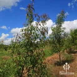 Backhousia Anisata - Aniseed Myrtle 16 Backhousia Anisata - Aniseed Myrtle -Plant Sale Store apo backhousia anisata habit