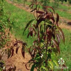 Backhousia Anisata - Aniseed Myrtle 15 Backhousia Anisata - Aniseed Myrtle -Plant Sale Store apo backhousia anisata leaf colour