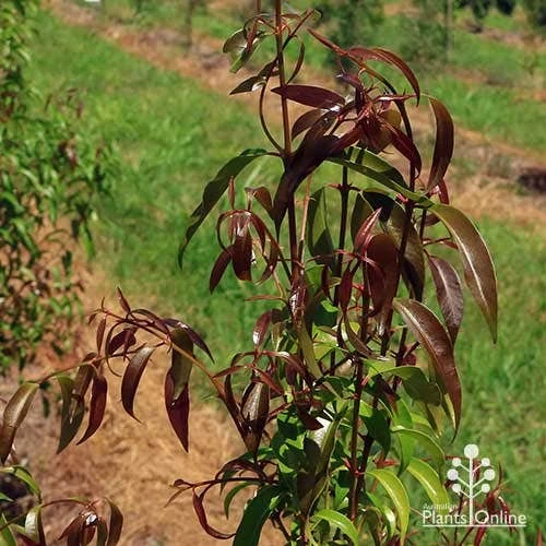 Backhousia Anisata - Aniseed Myrtle 6 Backhousia Anisata - Aniseed Myrtle - Image 4