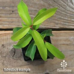 Backhousia Anisata - Aniseed Myrtle 21 Backhousia Anisata - Aniseed Myrtle -Plant Sale Store apo backhousia anisata tubestock top