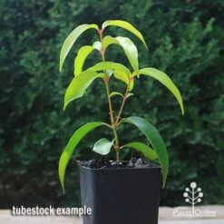 Backhousia Anisata - Aniseed Myrtle 17 Backhousia Anisata - Aniseed Myrtle -Plant Sale Store apo backhousia anisata tubestock2