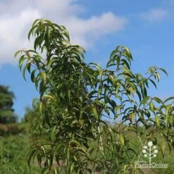 Backhousia Anisata - Aniseed Myrtle 19 Backhousia Anisata - Aniseed Myrtle -Plant Sale Store apo backhousia anisata young