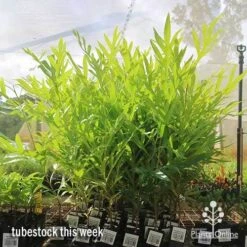 Grevillea Baileyana - Brown Silky Oak 21 Grevillea Baileyana - Brown Silky Oak -Plant Sale Store apo baileyana big