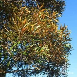 Grevillea Baileyana - Brown Silky Oak 33 Grevillea Baileyana - Brown Silky Oak -Plant Sale Store apo baileyana gold foliage