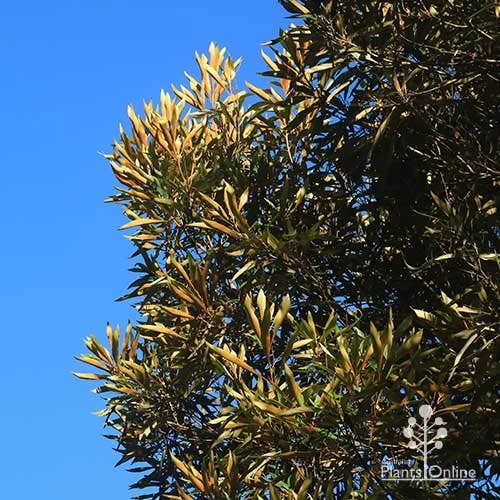 Grevillea Baileyana - Brown Silky Oak 18 Grevillea Baileyana - Brown Silky Oak - Image 16