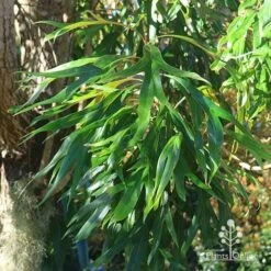 Grevillea Baileyana - Brown Silky Oak 29 Grevillea Baileyana - Brown Silky Oak -Plant Sale Store apo baileyana green foliage