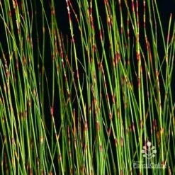 Baloskion - Tassel Cord Rush -Plant Sale Store apo baloskion banding