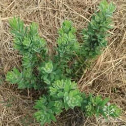 Callistemon Better John -Plant Sale Store apo better john above