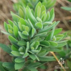 Callistemon Better John -Plant Sale Store apo better john foliage closeup