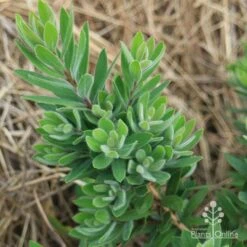 Callistemon Better John -Plant Sale Store apo better john foliage nursery