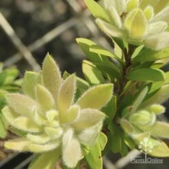 Callistemon Better John -Plant Sale Store apo better john new fluffy leaf