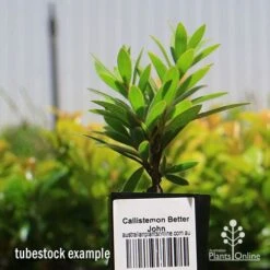 Callistemon Better John -Plant Sale Store apo better john tubestock